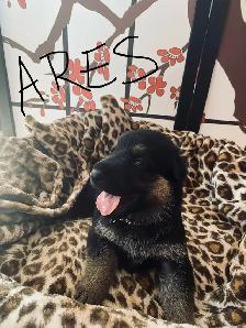 German Shepherd Puppies – Family Raised & Well Socialize - Photo 3