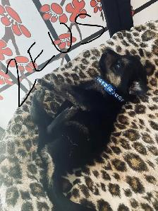 German Shepherd Puppies – Family Raised & Well Socialize - Photo 4