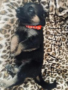 German Shepherd Puppies – Family Raised & Well Socialize - Photo 5