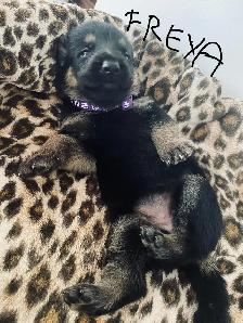 German Shepherd Puppies – Family Raised & Well Socialize - Photo 6