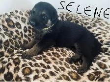 German Shepherd Puppies – Family Raised & Well Socialize - Photo 7