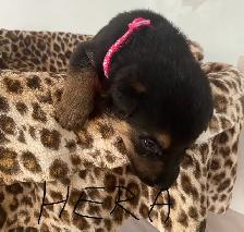 German Shepherd Puppies – Family Raised & Well Socialize - Photo 8