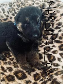 German Shepherd Puppies – Family Raised & Well Socialize - Photo 9