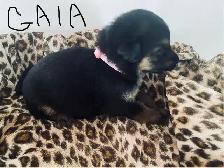 German Shepherd Puppies – Family Raised & Well Socialize - Photo 10