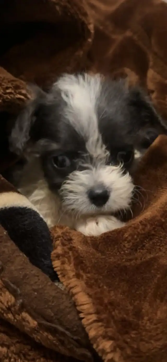 URGENT ‼️ PUPPIES