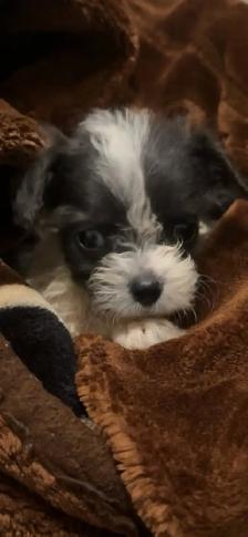 URGENT ‼️ PUPPIES
