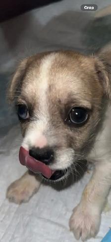 URGENT ‼️ PUPPIES - Photo 2