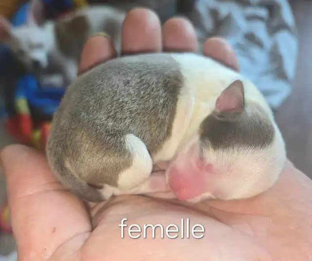 Chihuahua
