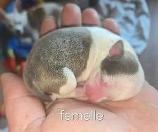 Chihuahua