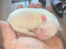 Chihuahua - Photo 2
