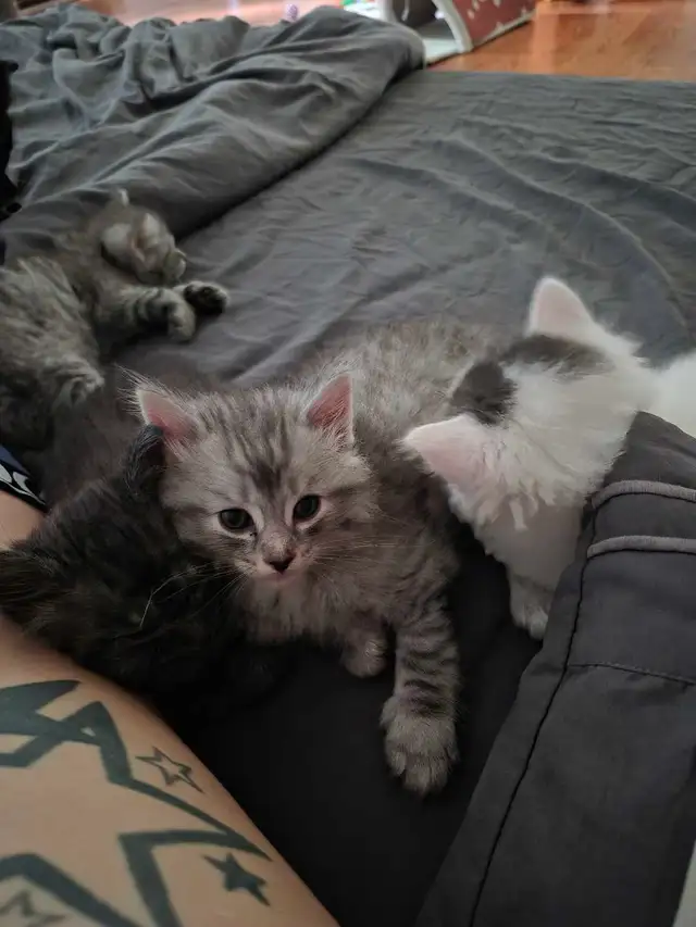 1 Female Kitten Available