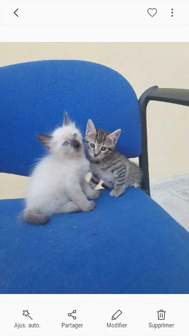 chaton  Birmanie à donner