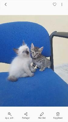 chaton  Birmanie à donner