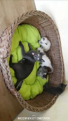 chaton  Birmanie à donner - Photo 2