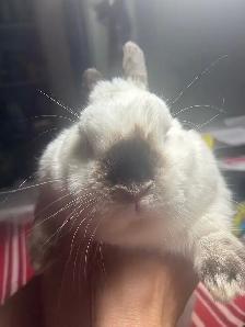 LAPINS A DONNER  FREE RABITS