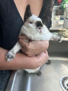 LAPINS A DONNER  FREE RABITS - Photo 3