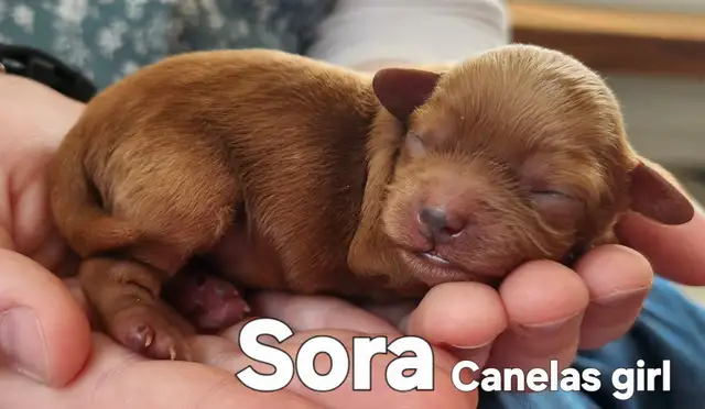 Poodle/Shihtzu Puppies