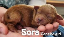 Poodle/Shihtzu Puppies