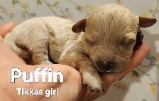 Poodle/Shihtzu Puppies - Photo 2