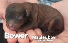 Poodle/Shihtzu Puppies - Photo 3
