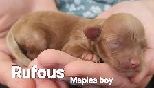 Poodle/Shihtzu Puppies - Photo 4
