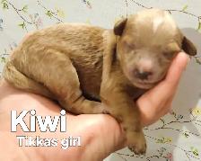 Poodle/Shihtzu Puppies - Photo 5