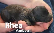Poodle/Shihtzu Puppies - Photo 6