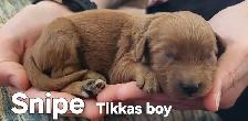 Poodle/Shihtzu Puppies - Photo 7