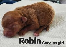 Poodle/Shihtzu Puppies - Photo 8