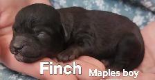 Poodle/Shihtzu Puppies - Photo 9