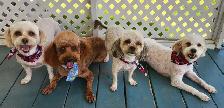 Poodle/Shihtzu Puppies - Photo 10