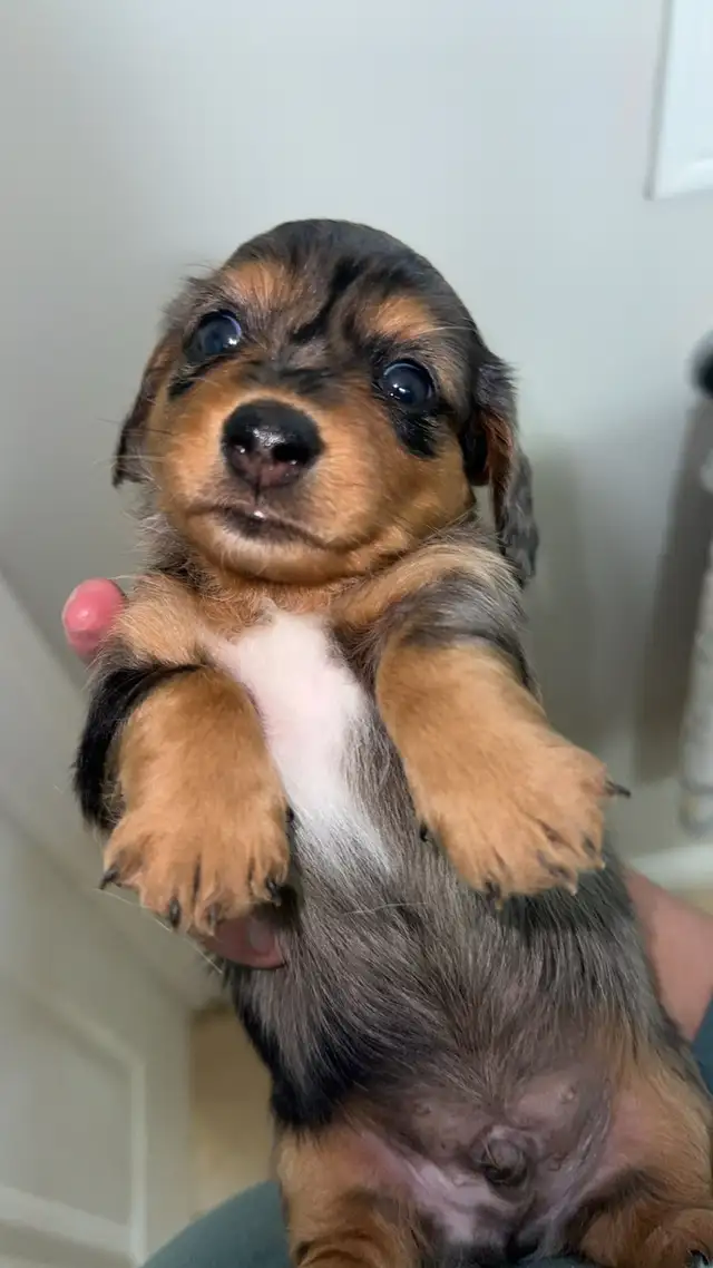 dachound puppies