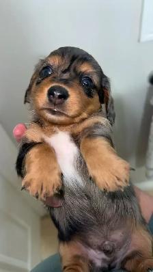 dachound puppies
