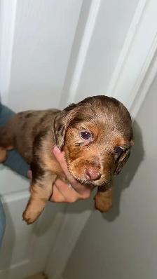 dachound puppies - Photo 2