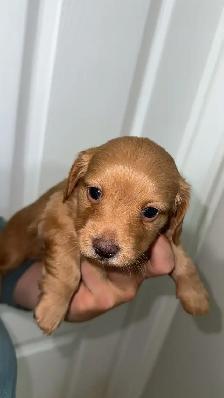 dachound puppies - Photo 3