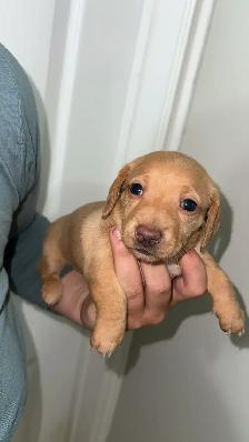 dachound puppies - Photo 4