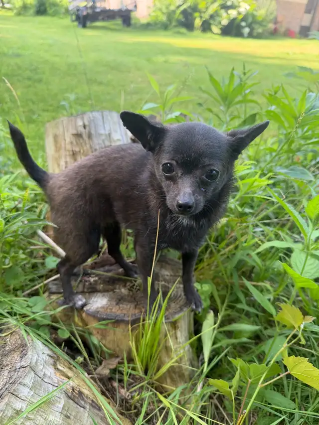 Tiny Blue Female Chihuahua