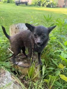 Tiny Blue Female Chihuahua
