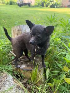 Tiny Blue Female Chihuahua - Photo 2