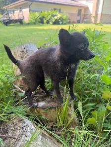 Tiny Blue Female Chihuahua - Photo 3