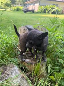 Tiny Blue Female Chihuahua - Photo 4