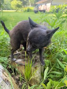 Tiny Blue Female Chihuahua - Photo 5