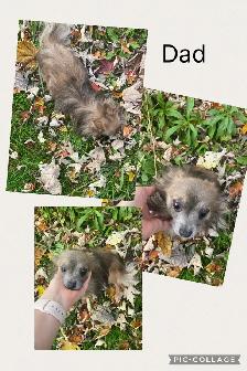 Tiny Blue Female Chihuahua - Photo 6