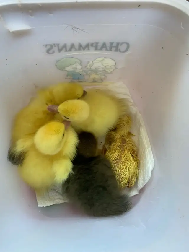 Muscovy ducklings