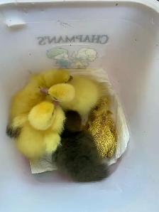 Muscovy ducklings
