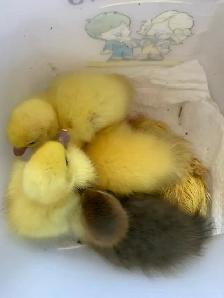 Muscovy ducklings - Photo 2