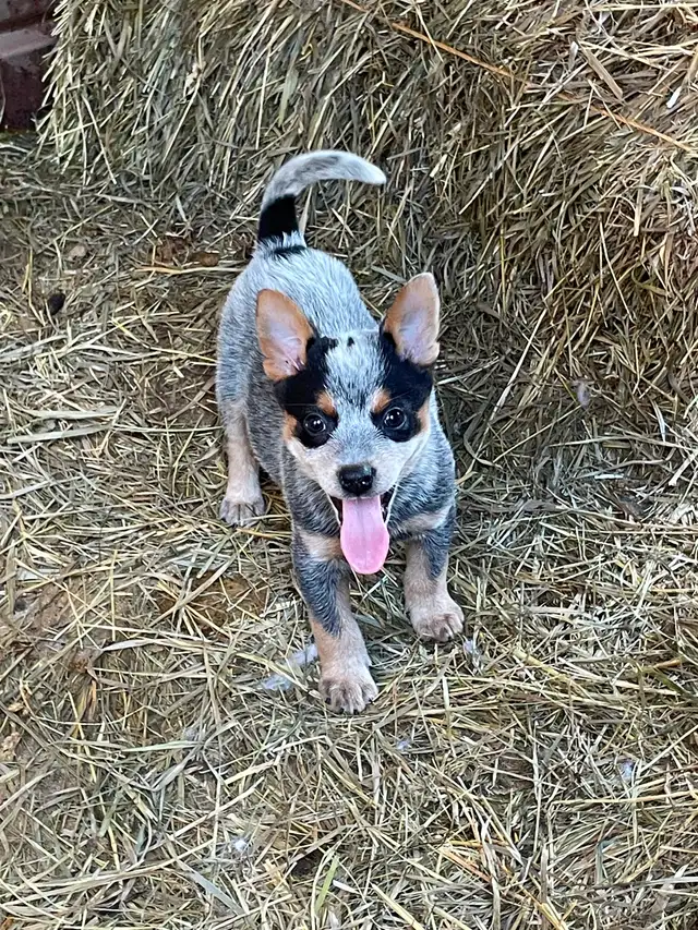 Heeler puppies red and blue