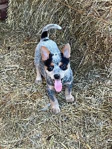 Heeler puppies red and blue