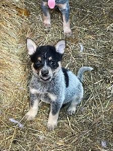 Heeler puppies red and blue - Photo 2