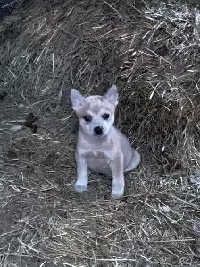 Heeler puppies red and blue - Photo 3